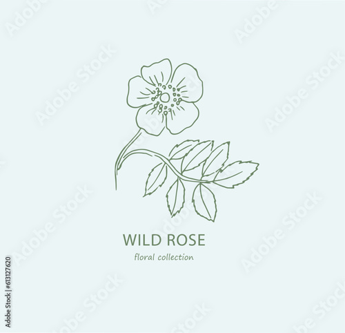 Flower. Wild rose. Logo. Rosehip .Trendy botanical elements.Dogrose . Hand drawn line leaves and flowers. Flower, floral illustration, blossom, bloom