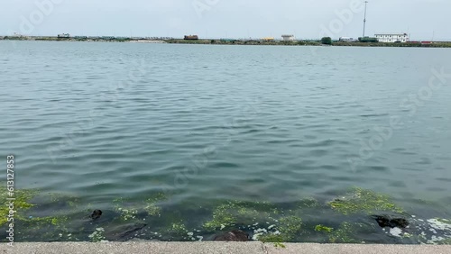 4k mossy sea stock video