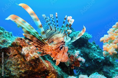 Fototapeta Naklejka Na Ścianę i Meble -  Common Lionfish  at tropical coral reef - Pterois Miles