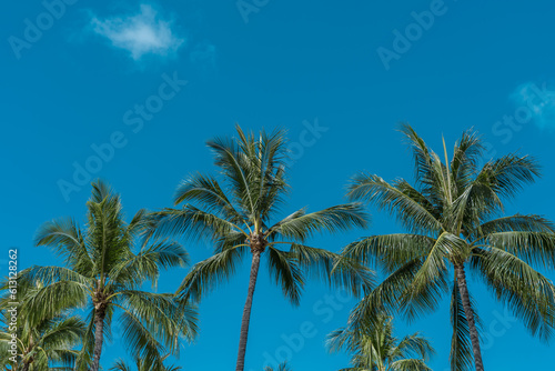 Palm trees at Duke Kahanamoku Lagoon  Waikiki  Honolulu  Oahu  Hawaii. The coconut tree  Cocos nucifera  is a member of the palm tree family  Arecaceae  and the only living species of the genus Cocos.