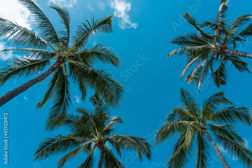 Palm trees at Duke Kahanamoku Lagoon, Waikiki, Honolulu, Oahu, Hawaii. The coconut tree (Cocos nucifera) is a member of the palm tree family (Arecaceae) and the only living species of the genus Cocos.