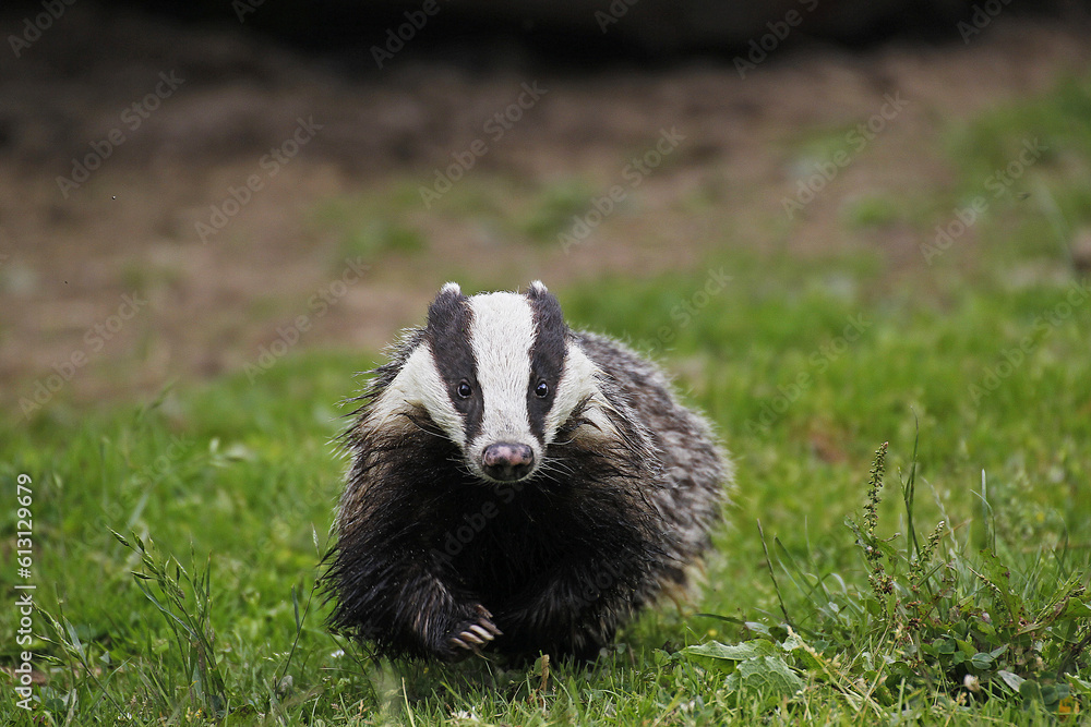 European Badger, meles meles, Adult standing on Grass, Normandy European Badger, meles meles, Adult standing on Grass, Normandy