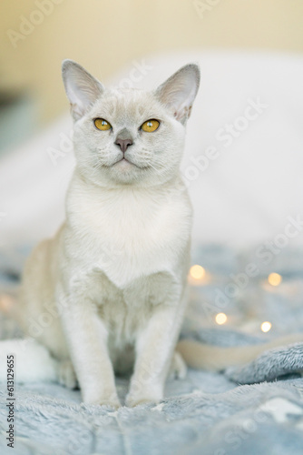sweet burmese kitten beige color © bigguns