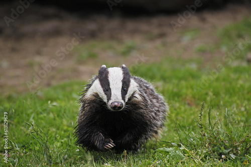 European Badger, meles meles, Adult standing on Grass, Normandy © slowmotiongli