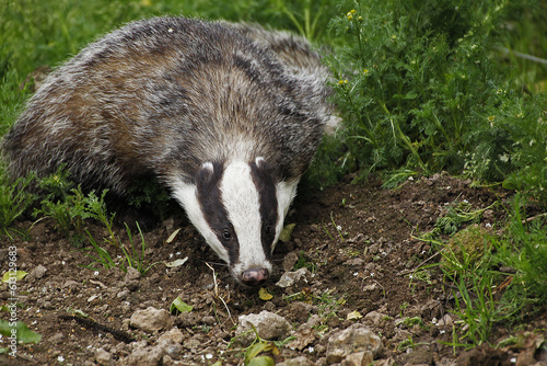 European Badger, meles meles, Adult standing on Grass, Normandy © slowmotiongli