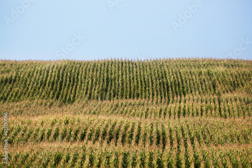 Agricultural corn field extending to the horizon, at sunset, general plan, panorama.