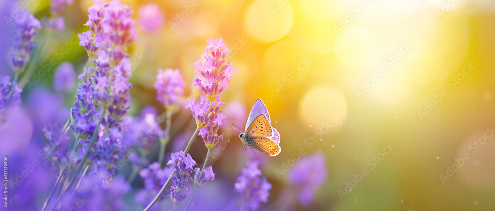 Sunny summer nature background with fly butterfly and lavender flowers  with sunlight and bokeh. Outdoor nature banner - obrazy, fototapety, plakaty 