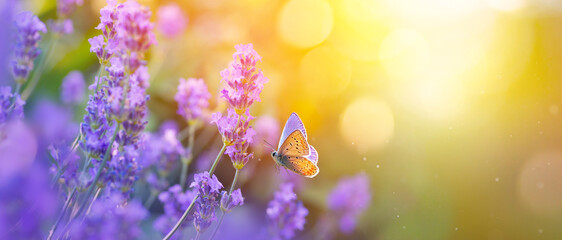 Sunny summer nature background with fly butterfly and lavender flowers  with sunlight and bokeh. Outdoor nature banner