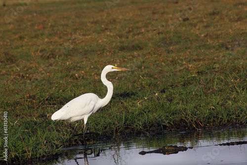 Great White Egret, egretta alba and Nile Crocodile, crocodylus niloticus, Chobe River, Okavango Delta in Botswana