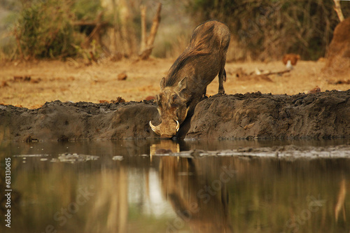 Warthog, phacochoerus aethiopicus, Male drinking Water, Near Chobe River, Botswana,