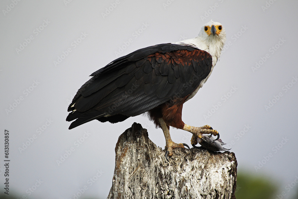 Fototapeta premium African Fish-Eagle, haliaeetus vocifer, Adult eating Fish, Chobe River, Okavango Delta in Botswana