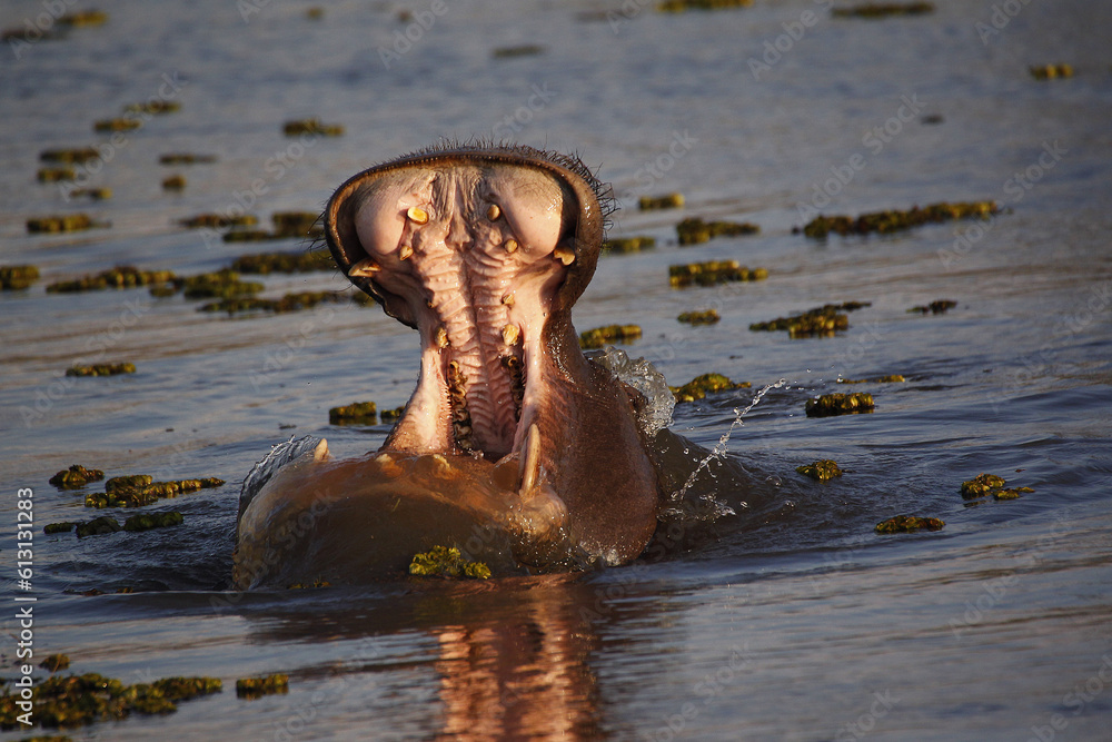 Fototapeta premium Hippopotamus, hippopotamus amphibius, Adult with Mouth wide open, Threat display, Khwai River, Moremi Reserve, Okavango Delta in Botswana