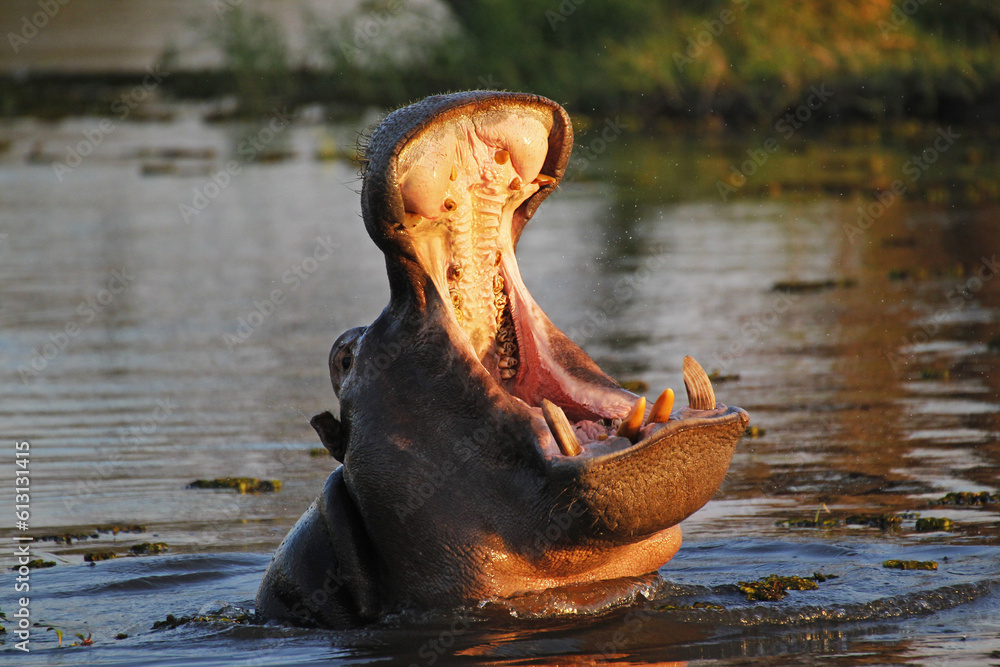Ταπετσαρία Hippopotamus, hippopotamus amphibius, Adult with Mouth wide open, Threat display