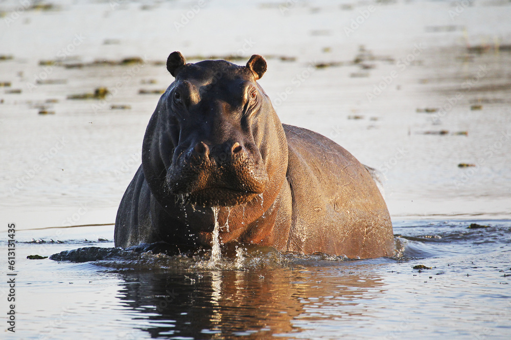 Φωτογραφία Hippopotamus, hippopotamus amphibius, Adult standing in Water, Khwai River, More