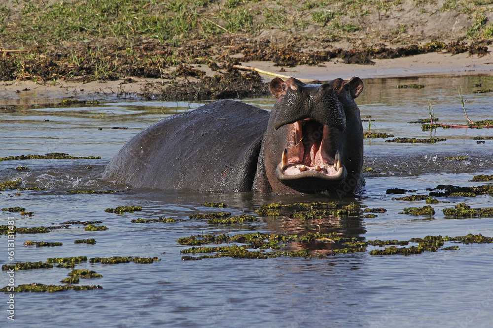 Fototapeta premium Hippopotamus, hippopotamus amphibius, Adult with Mouth wide open, Threat display, Khwai River, Moremi Reserve, Okavango Delta in Botswana