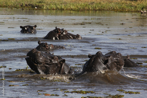 Hippopotamus, hippopotamus amphibius, Group standing in Water, Khwai River, Moremi Reserve, Okavango Delta in Botswana © slowmotiongli