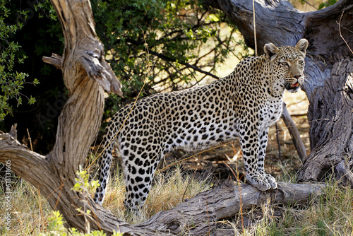 Leopard  panthera pardus  Adulton Dead Tree  Moremi Reserve  Okavango Delta in Botswana