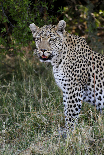 Leopard  panthera pardus  Adult  Moremi Reserve  Okavango Delta in Botswana