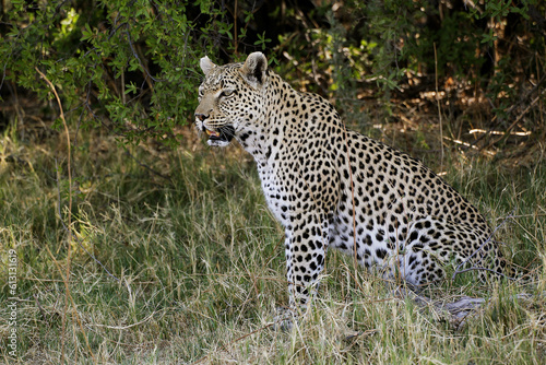 Leopard, panthera pardus, Adult sitting, Moremi Reserve, Okavango Delta in Botswana