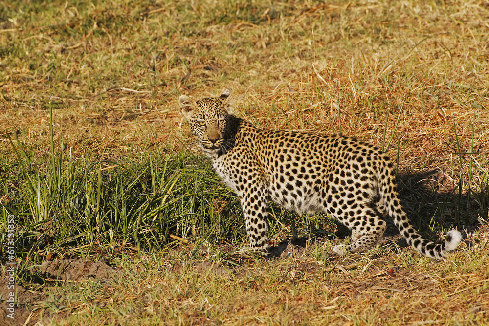 Fototapeta premium Leopard, panthera pardus, Cub, Moremi Reserve, Okavango Delta in Botswana