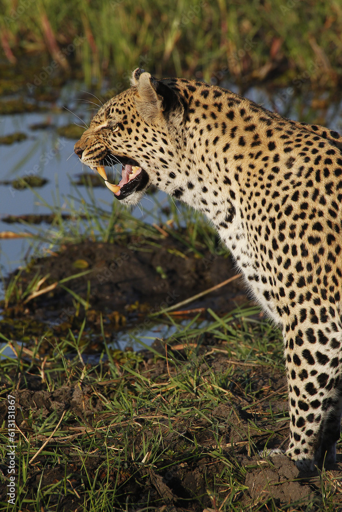 Leopard, panthera pardus, Female at Waterhole with Open Mouth, Snarling, Moremi Reserve, Okavango Delta in Botswana Leopard, panthera pardus, Female at Waterhole with Open Mouth, Snarling, Moremi Reserve, Okavango Delta in Botswana