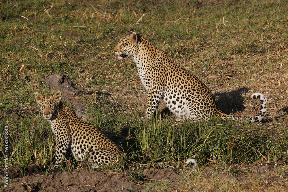 Leopard, panthera pardus, Mother and Cub, Moremi Reserve, Okavango Delta in Botswana