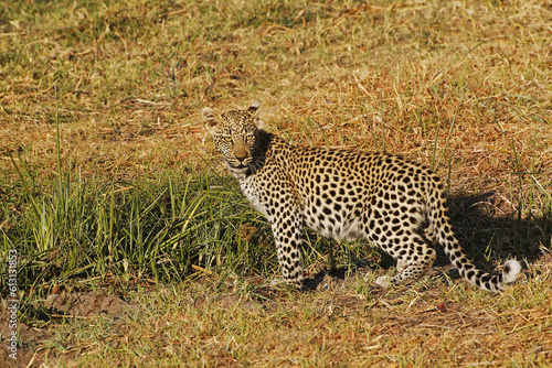 Leopard  panthera pardus  Cub  Moremi Reserve  Okavango Delta in Botswana