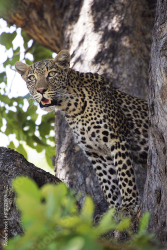 Leopard  panthera pardus  Adult standing in Tree  Moremi Reserve  Okavango Delta in Botswana