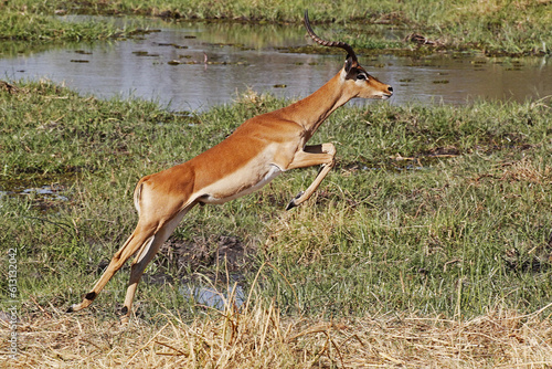 Fototapeta Naklejka Na Ścianę i Meble -  Impala, aepyceros melampus, Male running along Khwai River, Moremi Reserve, Okavango Reserve, Okavango Delta in Botswana