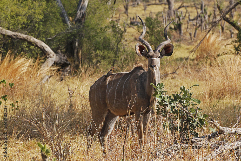 Greater Kudu, tragelaphus strepsiceros, Male standing in Bush, Moremi Reserve, Okavango Delta in Botswana Greater Kudu, tragelaphus strepsiceros, Male standing in Bush, Moremi Reserve, Okavango Delta in Botswana