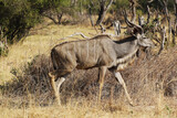Greater Kudu, tragelaphus strepsiceros, Male standing in Bush, Moremi Reserve, Okavango Delta in Botswana