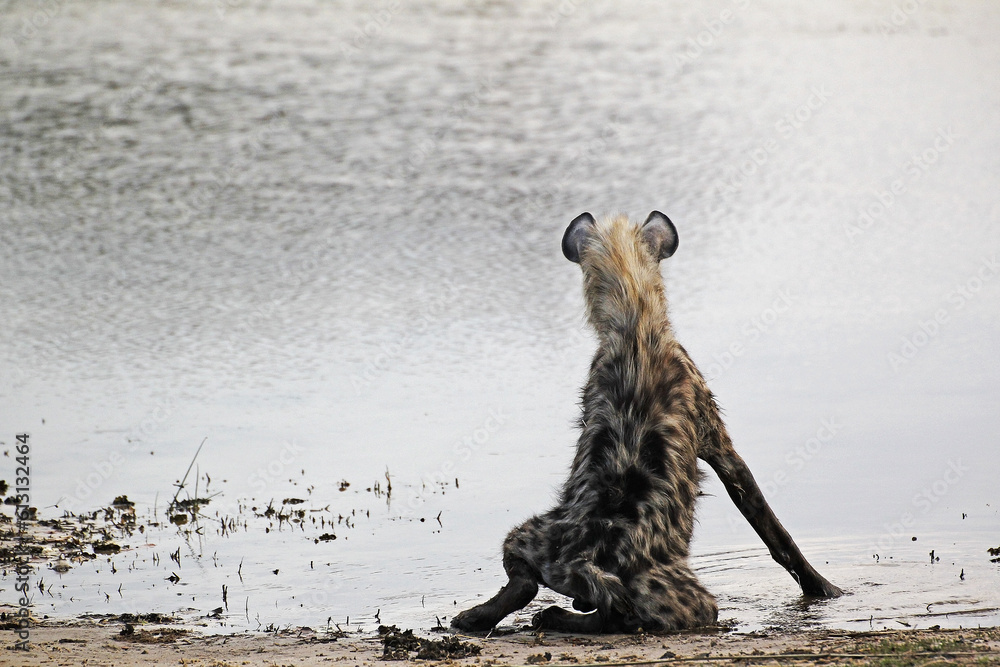Φωτογραφία Spotted Hyena, crocuta crocuta, Adult drinking at Water Hole, Moremi Reserve, Ok