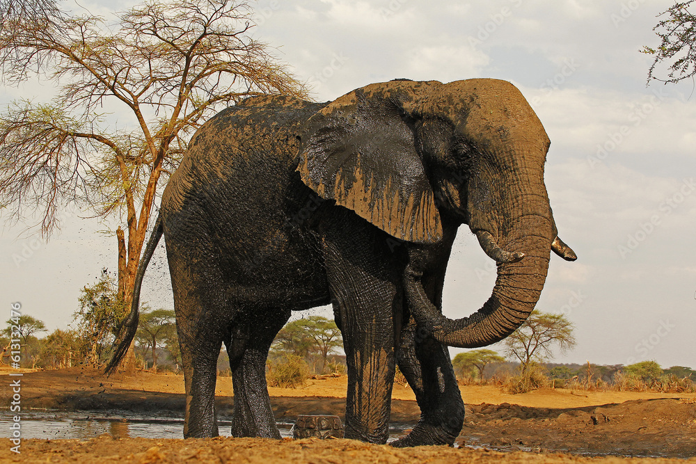 Fototapeta premium African Elephant, loxodonta africana, Adult spraying Water, Watherhole near Chobe River, Botswana