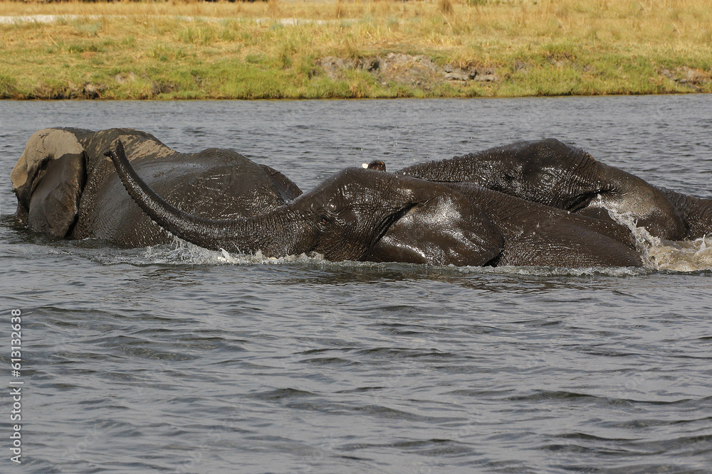 Fototapeta premium African Elephant, loxodonta africana, Group crossing Chobe River, Botswana