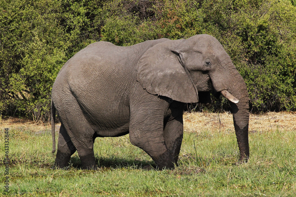 African Elephant, loxodonta africana, Adult standing in Swamp, Moremi Reserve, Okavango Delta in Botswana