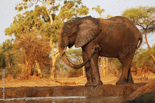 African Elephant, loxodonta africana, Adult spraying Water, Watherhole near Chobe River, Botswana photo