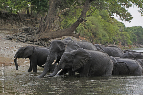 African Elephant, loxodonta africana, Group crossing Chobe River, Botswana
