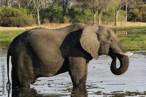 African Elephant  loxodonta africana  Adult drinking in Water at Khwai River  Moremi Reserve  Okavango Delta in Botswana