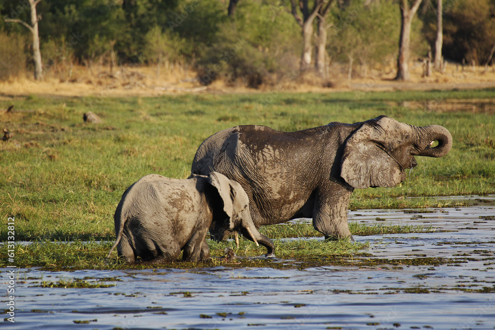 Fototapeta premium African Elephant, loxodonta africana, Mother and Calf in Khwai River, Moremi Reserve, Okavango Delta in Botswana