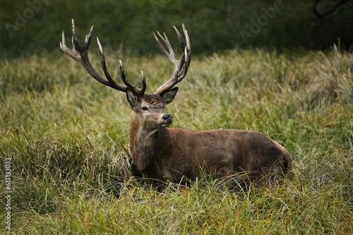 Fototapeta Naklejka Na Ścianę i Meble -  Red Deer, cervus elaphus, Stag, Sweden