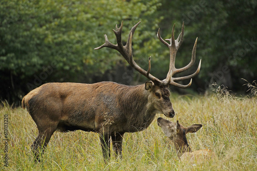 Red Deer  cervus elaphus  Stag and Female  Sweden