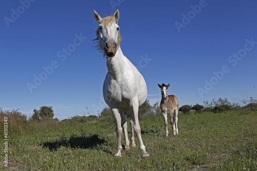 Fototapeta Naklejka Na Ścianę i Meble -  Camargue Horse, Mare and Foal standing in Meadow, Saintes Marie de la Mer in The South of France