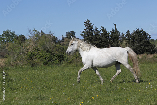 Fototapeta Naklejka Na Ścianę i Meble -  Camargue Horse, Trotting through Meadow, Saintes Marie de la Mer in The South of France