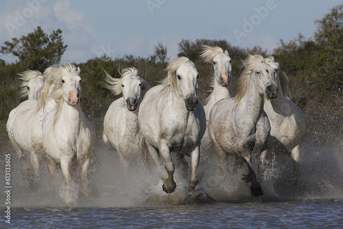 Camargue Horse  Herd Galloping through Swamp  Saintes Marie de la Mer in The South of France