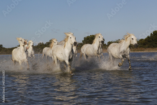 Fototapeta Naklejka Na Ścianę i Meble -  Camargue Horse, Herd in Swamp, Saintes Marie de la Mer in The South of France