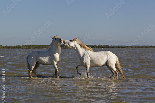 Camargue Horse  Stallions fighting in Swamp  Saintes Marie de la Mer in Camargue  in the South of France