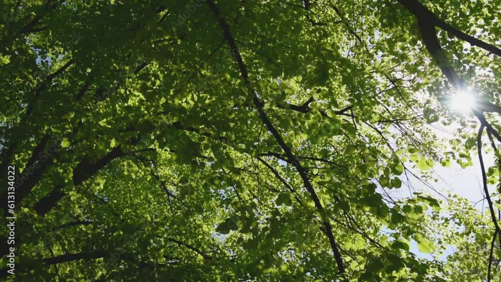 Sunlight beaming through lush treetop in summer morning Sunlight beaming through lush treetop in summer morning