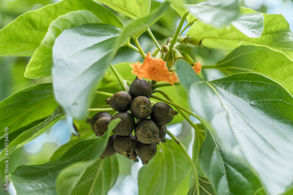Φωτογραφία Cordia subcordata is a species of flowering tree in the borage family, Boraginaceae