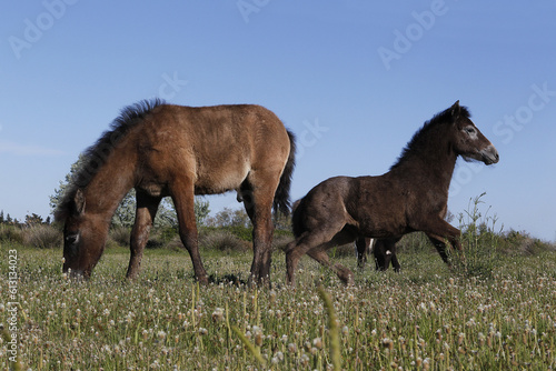 Camargue Horse  Foals standing in Meadow  Saintes Marie de la Mer in The South of France