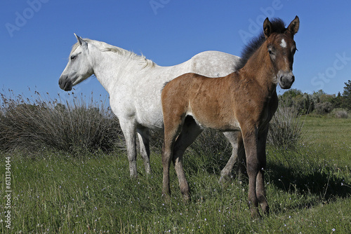 Camargue Horse  Mare and Foal standing in Meadow  Saintes Marie de la Mer in The South of France